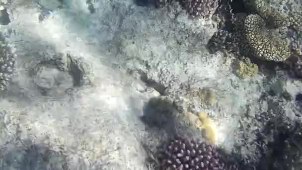 Tembakan Bawah Air Ikan Dan Karang Laut Merah — Stok Video