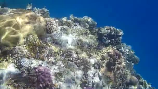 Unterwasseraufnahmen Von Fischen Und Riffen Roten Meer — Stockvideo