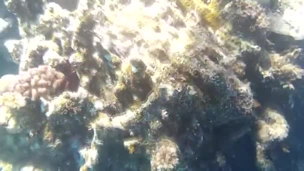 Fusillade Sous Marine Des Poissons Récif Mer Rouge — Video