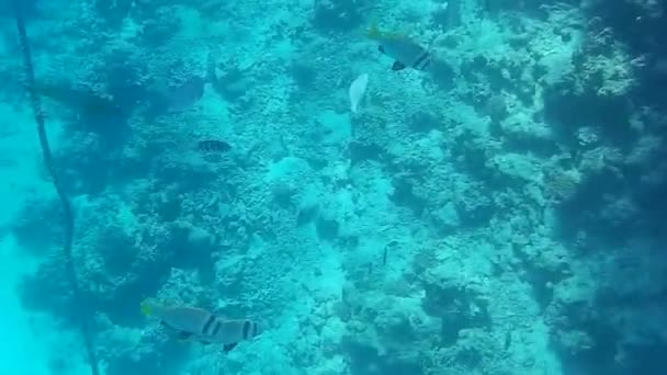 Disparo Submarino Los Peces Arrecifes Mar Rojo — Vídeo de stock