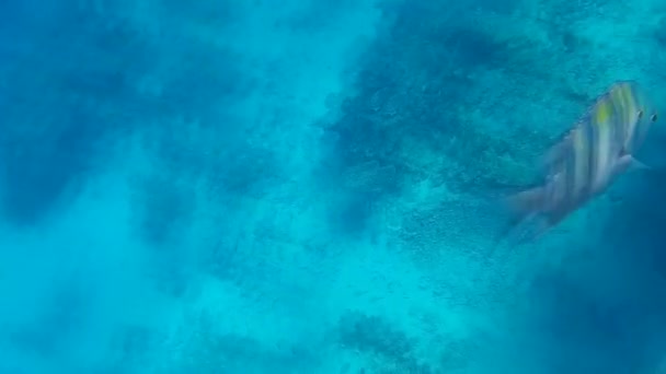 Kızıl Denizdeki Balık Resiflerin Sualtı Atışları — Stok video