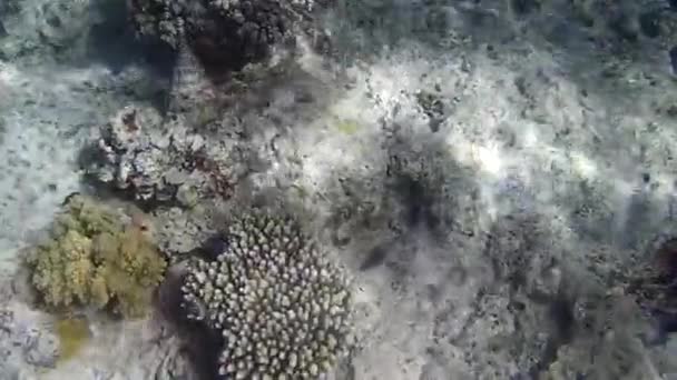 Disparo Submarino Los Peces Arrecifes Mar Rojo — Vídeo de stock