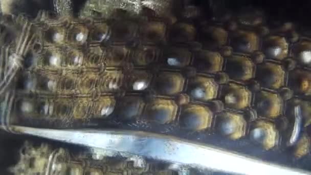 Fusillade sous-marine des poissons et récif en mer rouge  