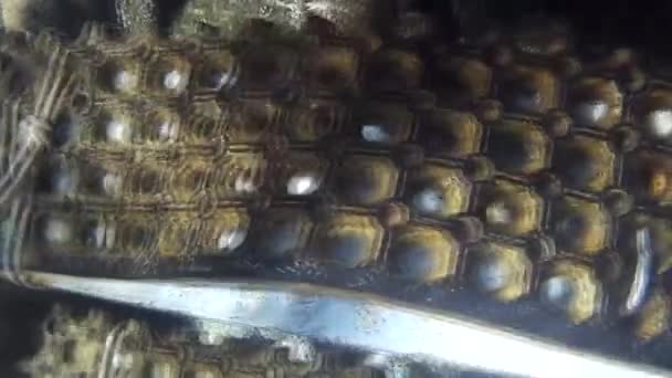 Disparo Submarino Los Peces Arrecifes Mar Rojo — Vídeos de Stock