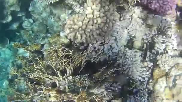 Disparo Submarino Los Peces Arrecifes Mar Rojo — Vídeos de Stock