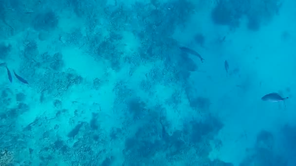 Disparo Submarino Los Peces Arrecifes Mar Rojo — Vídeo de stock