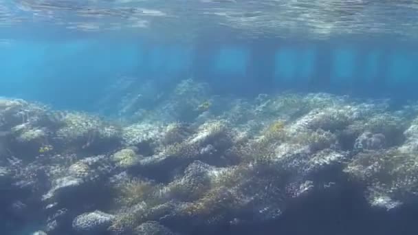 Disparo Submarino Los Peces Arrecifes Mar Rojo — Vídeos de Stock