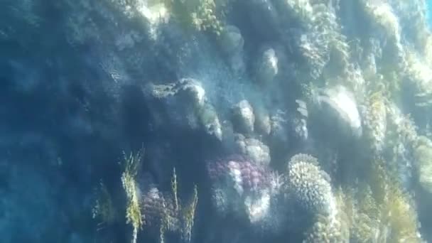 Disparo Submarino Los Peces Arrecifes Mar Rojo — Vídeo de stock