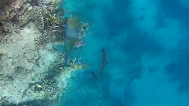 Podwodne Polowanie Ryby Rafy Morzu Czerwonym — Wideo stockowe