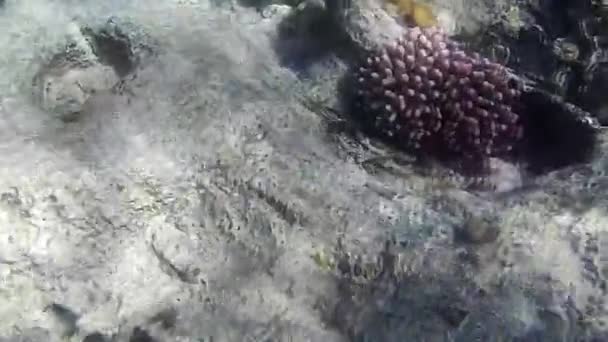 Tiro Subaquático Dos Peixes Recifes Mar Vermelho — Vídeo de Stock