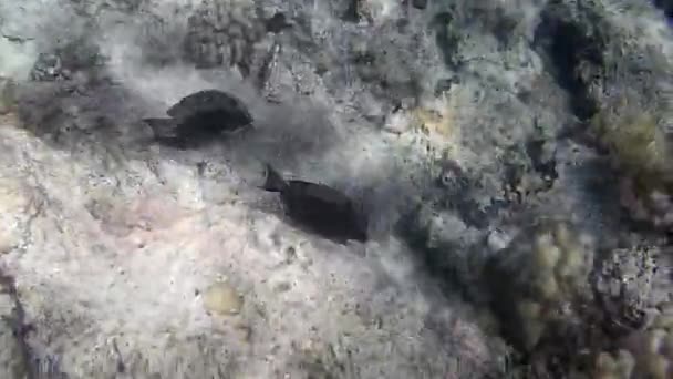 Sparatoria Subacquea Dei Pesci Barriera Corallina Mare Rosso — Video Stock