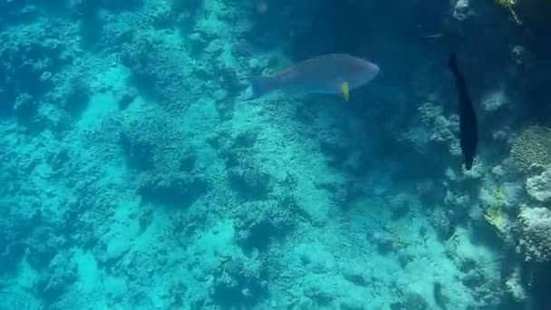 Disparo Submarino Los Peces Arrecifes Mar Rojo — Vídeo de stock