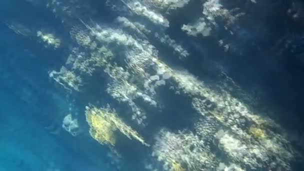 Sparatoria Subacquea Dei Pesci Barriera Corallina Mare Rosso — Video Stock