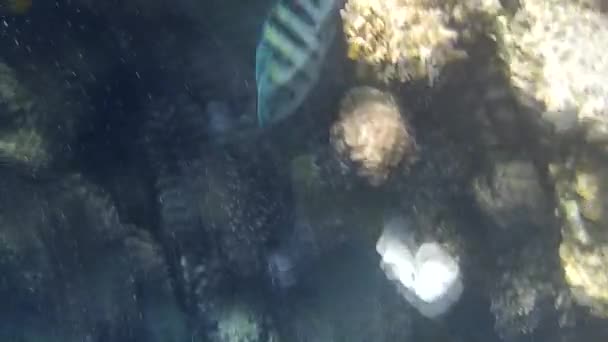 Fusillade sous-marine des poissons et récif en mer rouge  