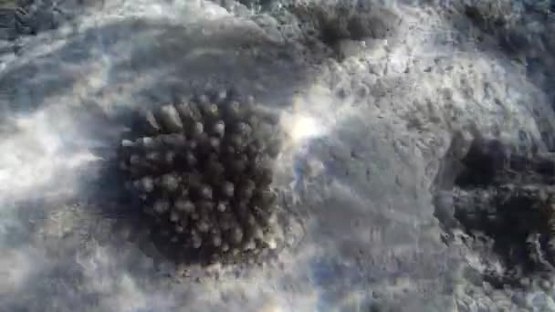 Disparo Submarino Los Peces Arrecifes Mar Rojo — Vídeo de stock