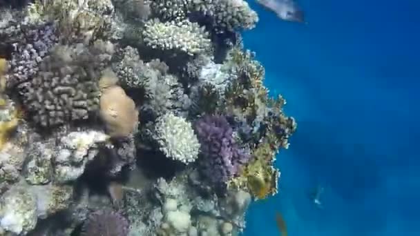 Disparo Submarino Los Peces Arrecifes Mar Rojo — Vídeos de Stock