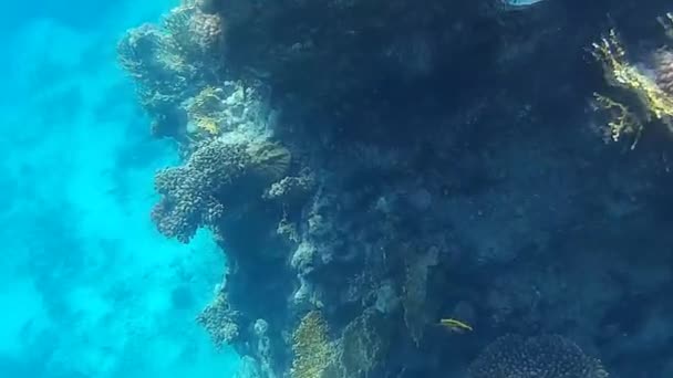 Sparatoria Subacquea Dei Pesci Barriera Corallina Mare Rosso — Video Stock