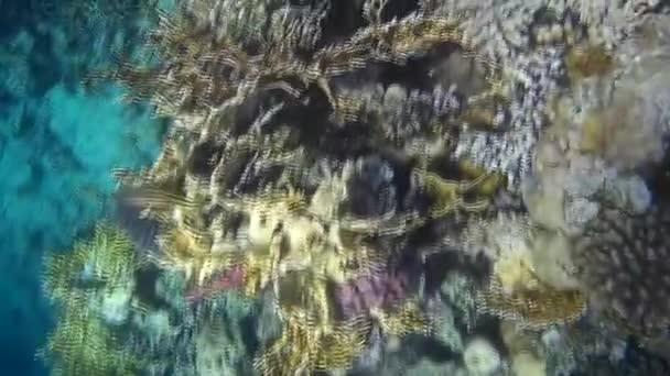 Underwater Shooting Fishes Reef Red Sea — Stock Video