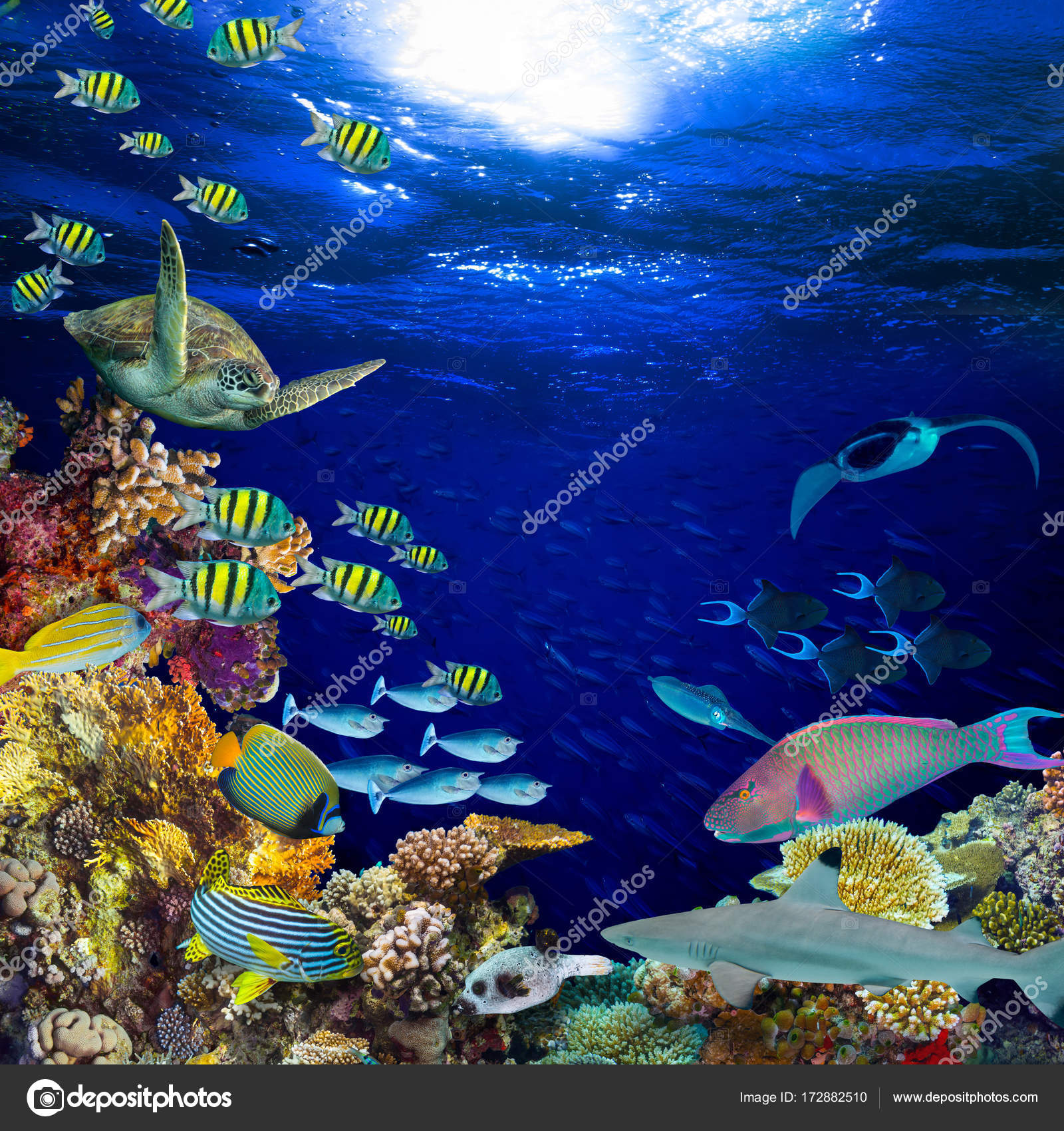 Underwater Coral Reef Landscape Square Quadratic Background Deep Blue ...