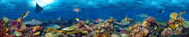 Sualtı mercan kayalığı manzara süper geniş afiş arka planda renkli balık ve deniz yaşamı ile derin mavi okyanus