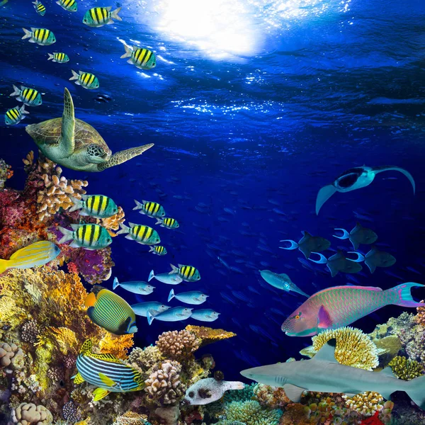 深蓝色海洋中的水下珊瑚礁景观平方二次背景彩色鱼和海洋生物 — 图库照片
