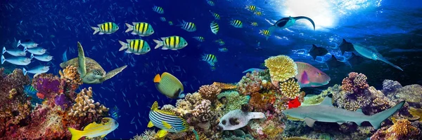 カラフルな魚や海洋生物と深い青色の海で水中サンゴ礁風景広いパノラマ背景 — ストック写真