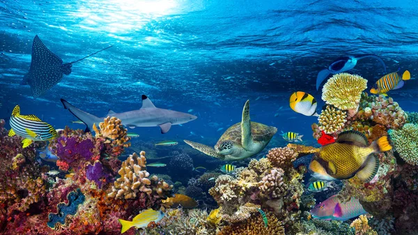 Underwater Korallrev Landskap 16To9 Bakgrund Det Djupa Blå Havet Med — Stockfoto