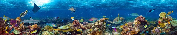 Underwater Korallrev Landskapet Super Bred Banner Bakgrund Det Djupa Blå — Stockfoto