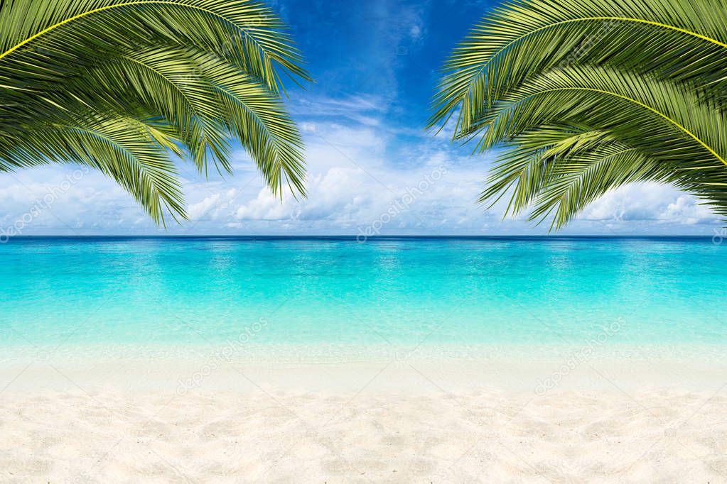 paradise beach background with coco palms