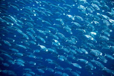 big school of mackerel fish underwater background clipart