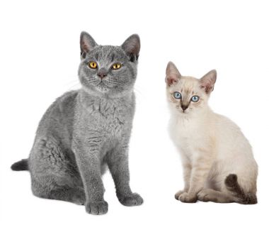 İngiliz kısa saç ve Tay siam izole üzerinde beyaz arka plan birlikte oturan iki şirin yavru kedi kedi mavi