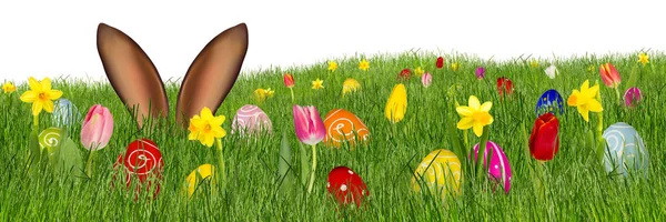 Easter Bunny Uszy Łąka Żonkilami Tulipany Kolorowe Pisanki Malowane Białym — Zdjęcie stockowe
