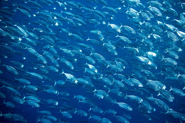 Grande Escola Peixe Cavala Fundo Subaquático — Fotografia de Stock