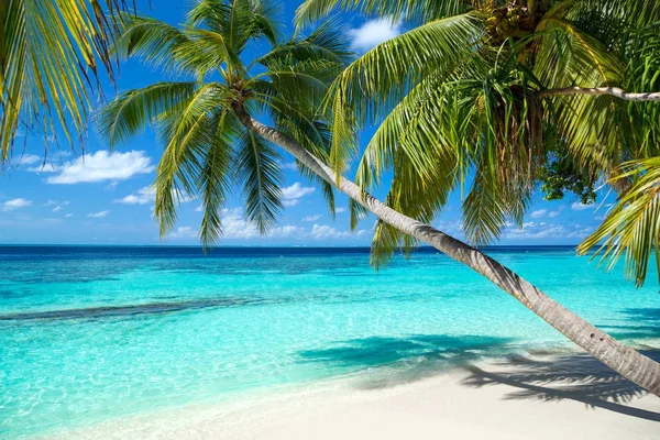 热带天堂海滩白沙滩和可可棕榈旅游背景概念 — 图库照片
