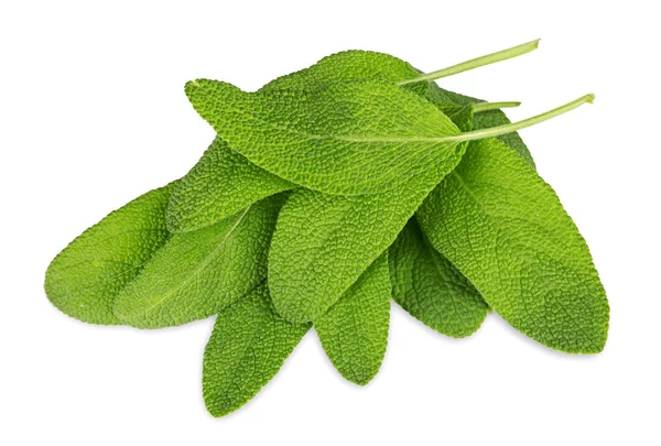 Gröna Salvia Ört Leafs Isolerade Vit Bakgrund — Stockfoto