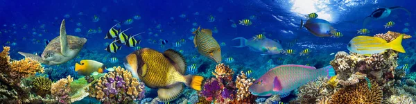 Underwater korallrev liggande panorama bakgrund — Stockfoto
