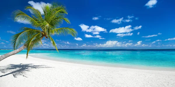 Coco palm on tropical paradise panorama beach — Stock Photo, Image