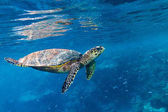 Картина, постер, плакат, фотообои "hawksbill sea turtle coral reef background", артикул 187088054
