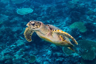 hawksbill deniz kaplumbağası mercan kayalığı arka plan