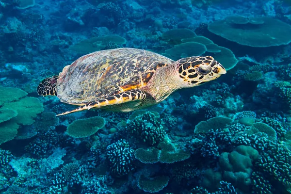 Hawksbill sköldpaddor korallrev bakgrund — Stockfoto