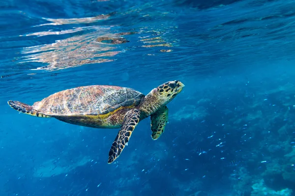 Falkenschnabel Meeresschildkröte Korallenriff Hintergrund — Stockfoto