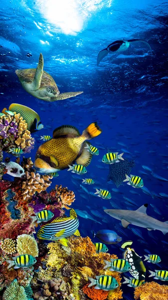 underwater coral reef landscape 
