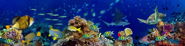 Underwater coral reef landscape — Stock Photo, Image