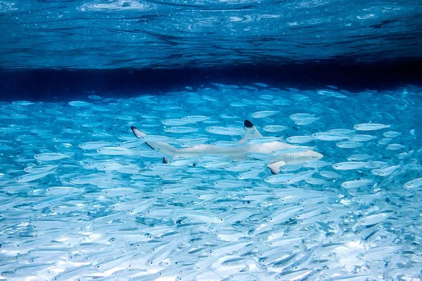 against the stream wildlife nature concept shark in fish swarm  blue ocean background