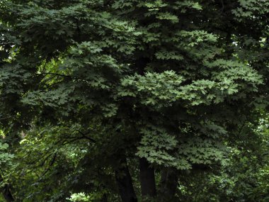 Güzel yeşil bir akçaağaç manzarası