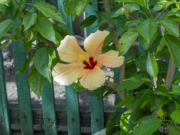 Hermosas flores creciendo en la parcela — Foto de Stock