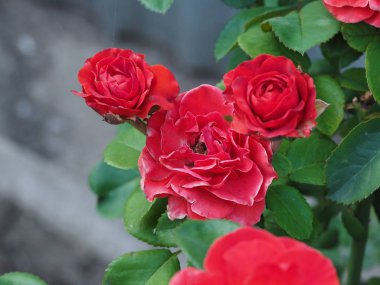 Arsada büyüyen güzel çiçekler