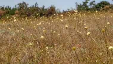 Yazın biraz bulanık doğal arka plan