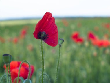 Growing wild red poppy flower in the field