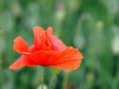 Growing wild red poppy flower in the field